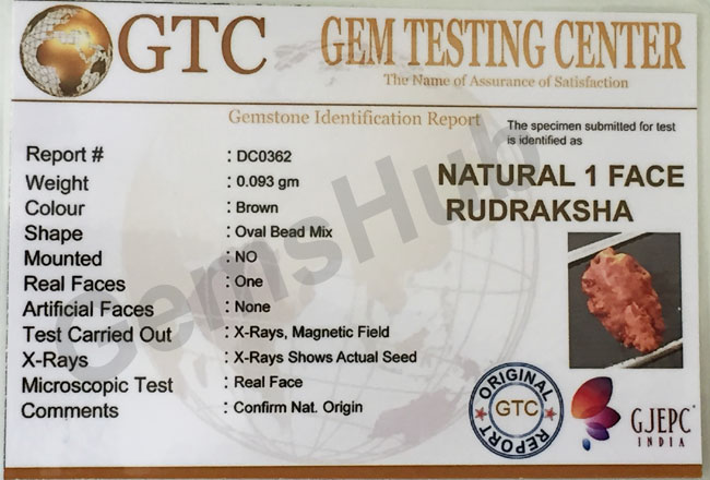 1 Face/Mukhi Certified Indonesian Rudraksha